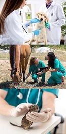 Animal / Veterinary